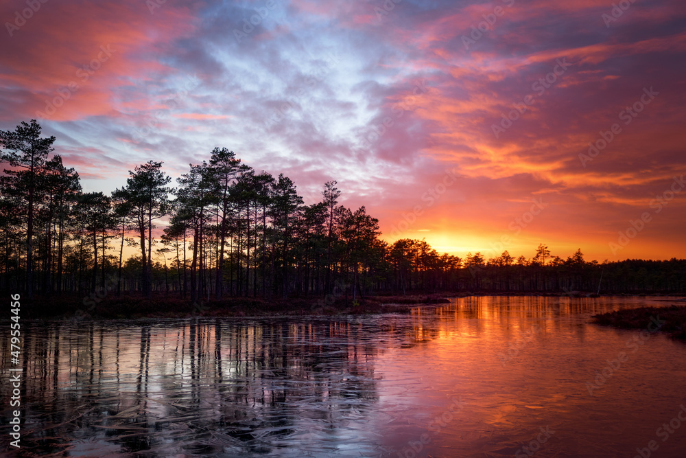 frozen swamp lake in autumn sunset colorful sky covered with ice and grass in foreground and pine trees frozen swamp lake in autumn sunset colorful sky covered with ice and grass in foreground and pine trees