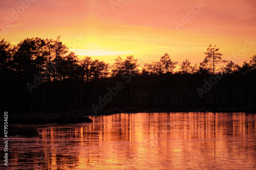 frozen swamp lake in autumn orange sunset colorful sky covered with ice and grass in foreground and pine trees