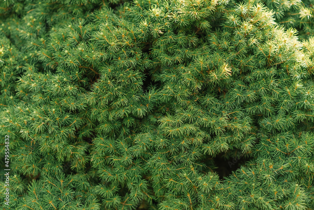 Natural background. Needles spruce Canadian conica close up Natural background. Needles spruce Canadian conica close up