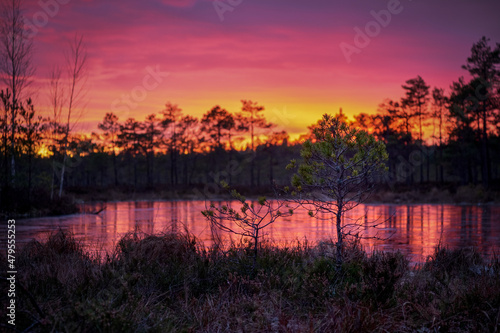 frozen swamp lake in autumn sunset  colorful sky covered with ice and grass in foreground and pine trees © Martins
