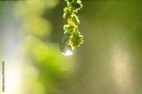 Beautiful large drop morning dew in nature, selective focus. Drops of clean transparent water on leaves. Sun glare in drop. Image in green tones.