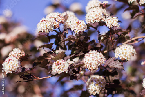 Close-up of a spring pastel blooming flower in the garden. Macro flowering branch of the Physocarpus opulifolius tree