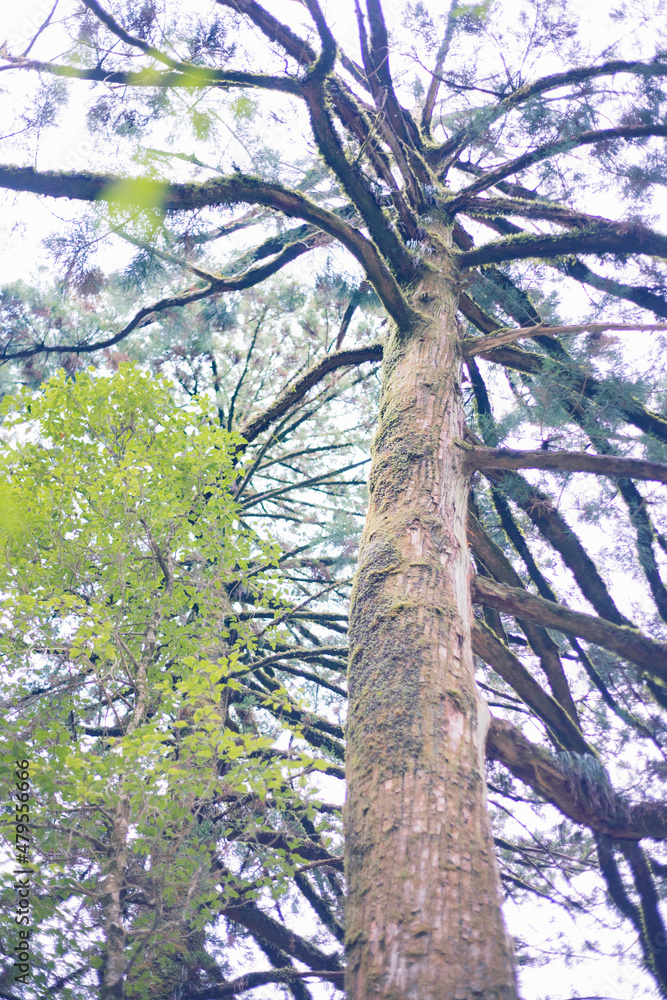 Fototapeta premium Winter Yaskuhima forest in Kyusyu Japan(World Heritage in Japan)