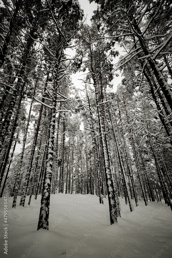 pine forest trees in winter on a dark cloudy day with snow and car tyre trails in snow pine forest trees in winter on a dark cloudy day with snow and car tyre trails in snow