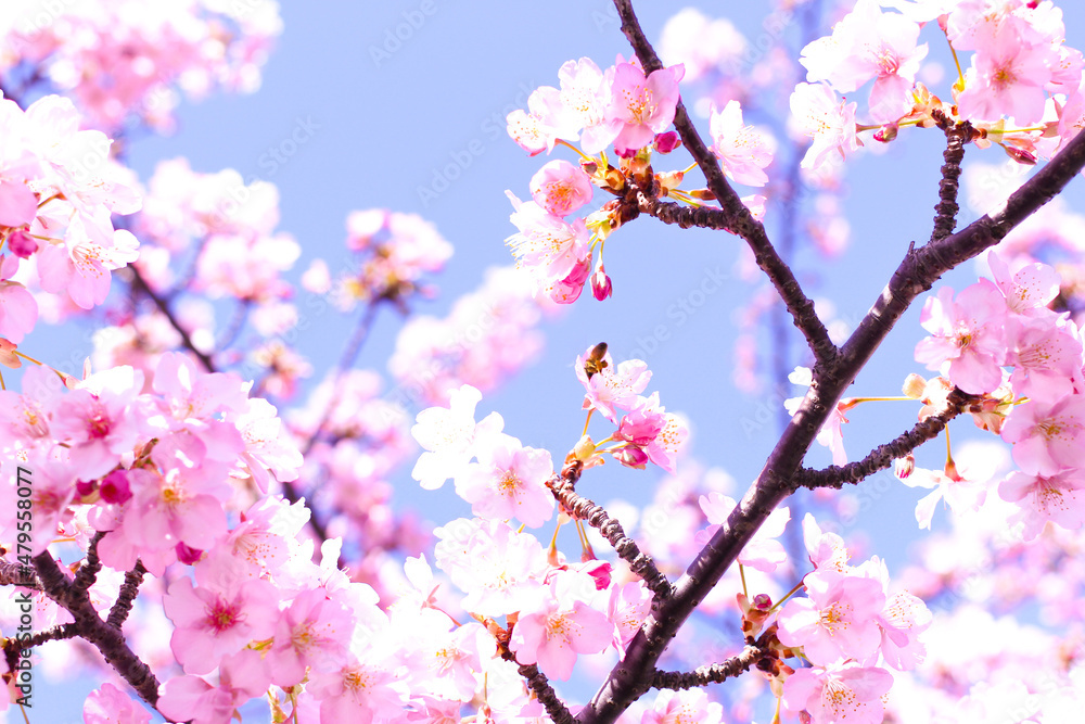 桜 桜
