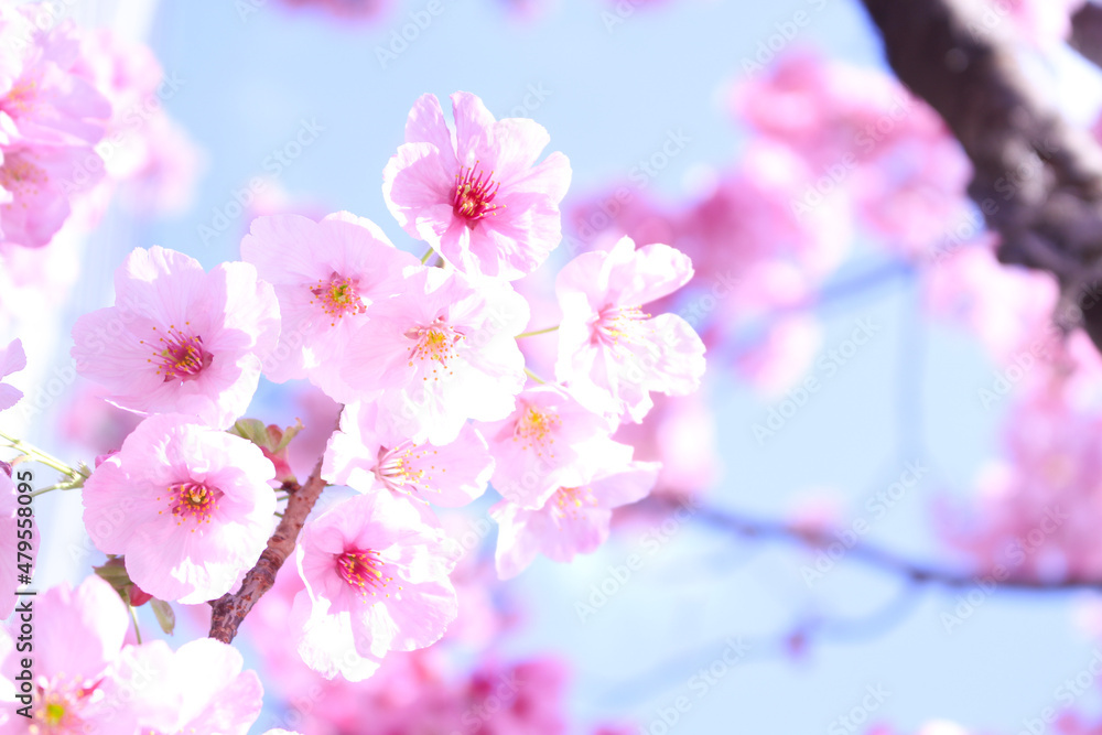 pink cherry blossom