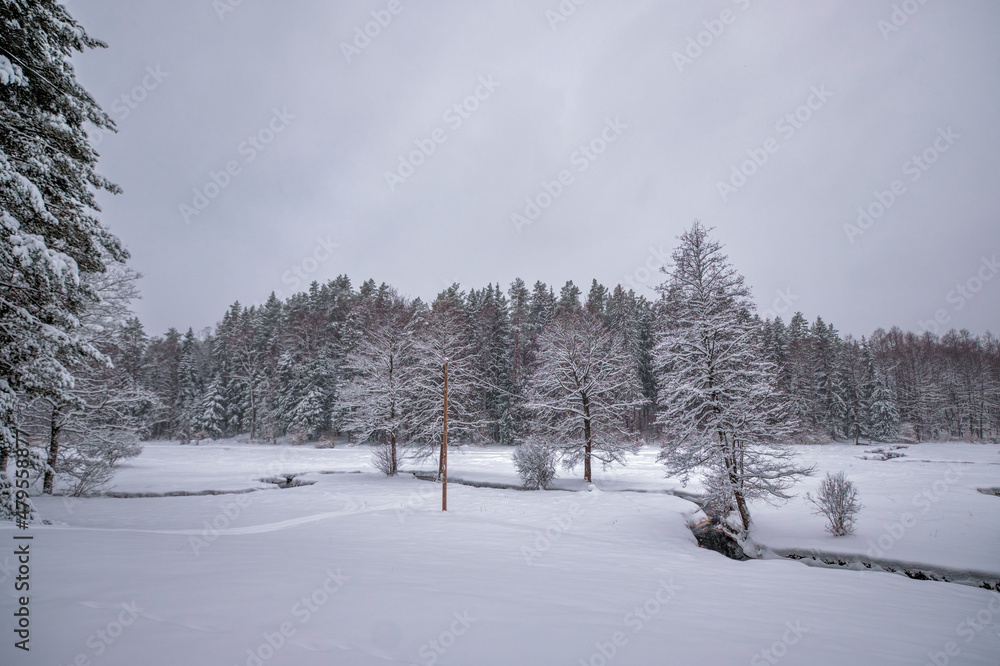 freezing forest small river on a cloudy dull winter day with snow and trees freezing forest small river on a cloudy dull winter day with snow and trees