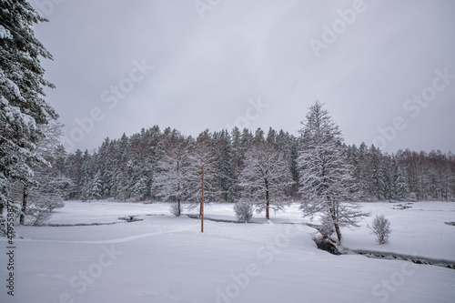 freezing forest small river on a cloudy dull winter day with snow and trees © Martins