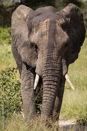 Beautiful elephants during safari in Tarangire National Park, Tanzania.