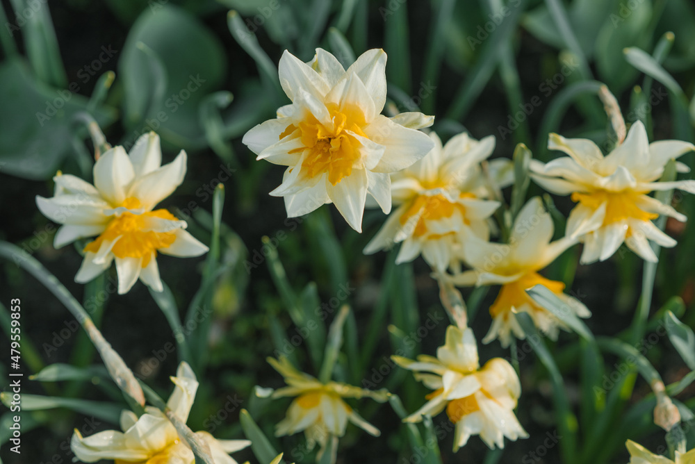 Fototapeta premium Terry daffodils bloom in the garden in a country house in spring