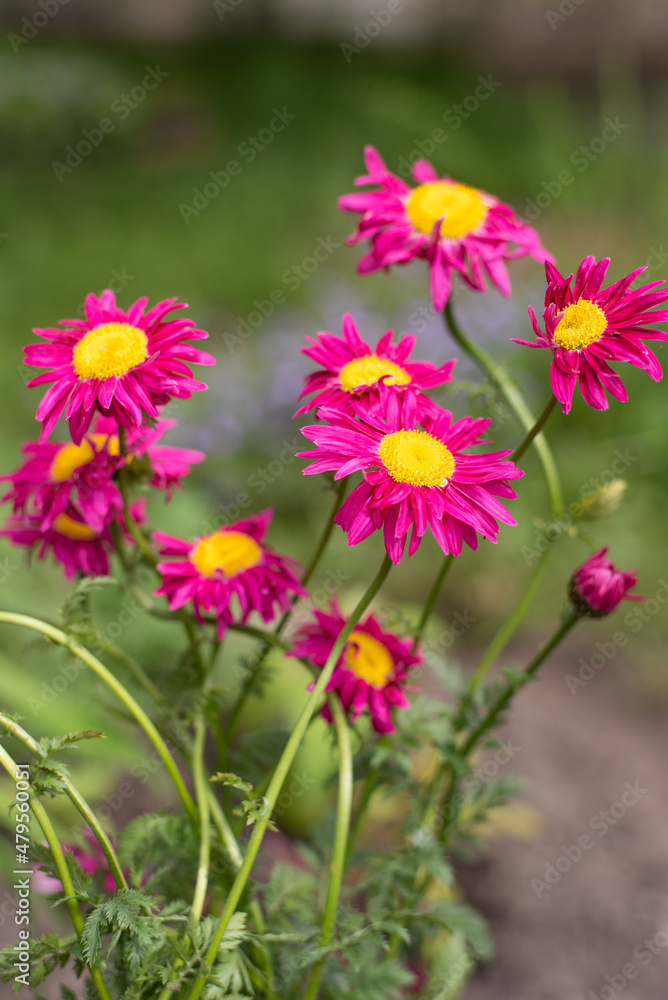 The pink pyrethrum, or Persian Daisy, lat. Pyrethrum roseum The pink pyrethrum, or Persian Daisy, lat. Pyrethrum roseum