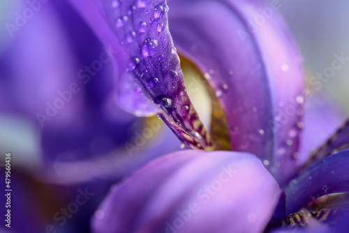 Blooming iris