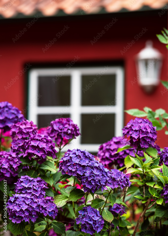 Magenta colored hydrangea bush in front of facade of a red house with window in summer garden. Flowers or gardening concept.