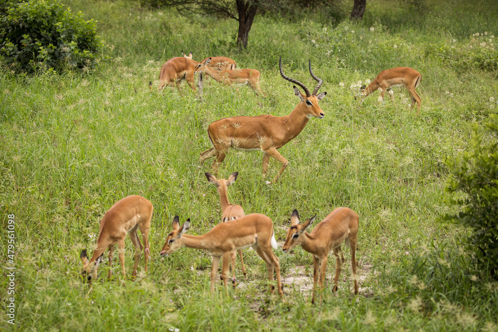 Group of impala image taken on Safari located in the Tarangire, National park, Tanzania. Group of impala image taken on Safari located in the Tarangire, National park, Tanzania.