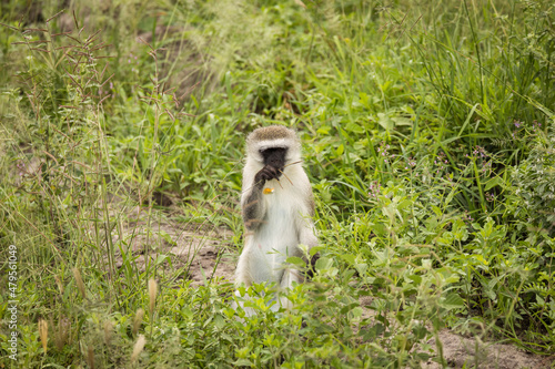 Monkey during safari in National Park of Tarangire, Tanzania. photo
