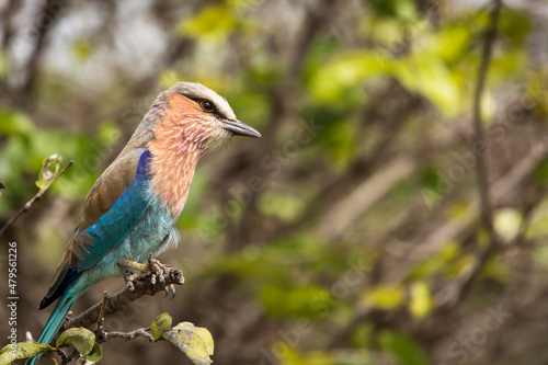 A colorful lilac-breasted roller sitting on tree during safari in Tarangire National Park, Tanzania photo
