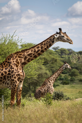 Beatiful girrafe during safari in Tarangire National Park, Tanzania.. © danmir12
