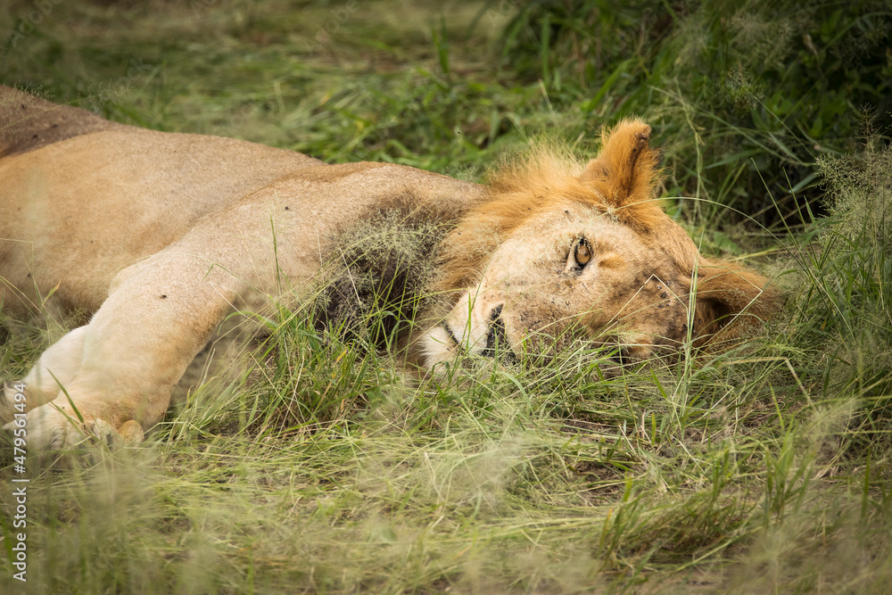 Closeup of a lion resting in the grass during safari in Tarangire National Park, Tanzania. Closeup of a lion resting in the grass during safari in Tarangire National Park, Tanzania.