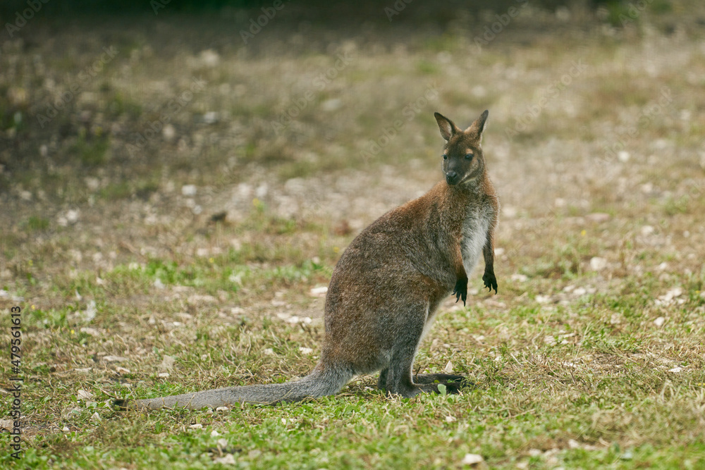 Cute kangaroo in the pasture close-up. Copy space. Cute kangaroo in the pasture close-up. Copy space.