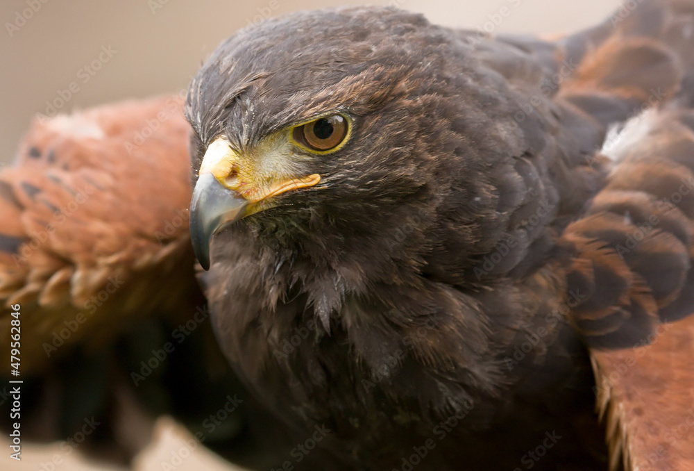 golden eagle aquila chrysaetos golden eagle aquila chrysaetos