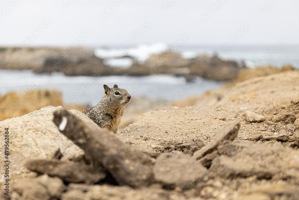 Ground squirrel behind piece of wood at beachfront Ground squirrel behind piece of wood at beachfront