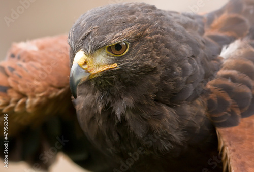 golden eagle aquila chrysaetos