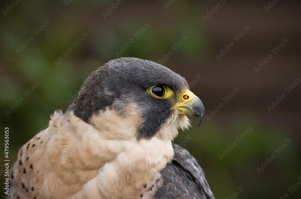 Fototapeta premium head shot of peregrine falcon falco peregrinus