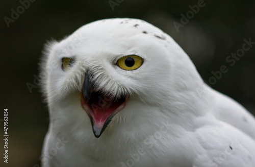 portraite of snowy owlbubo scandiacus photo