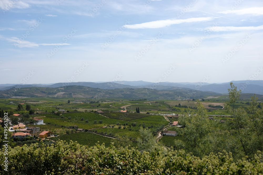 Landschaftsbild Weinanbau in Portugal