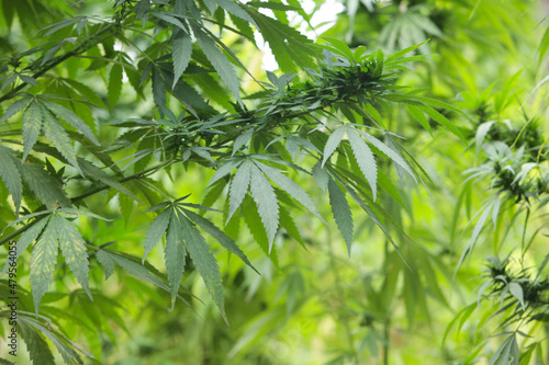 bush marijuana on blurred background. Medical marijuana. Background of cannabis leaves.