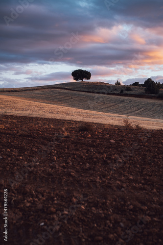 Tree on top of a hill over wheat and farm fields on a sunset in autumn