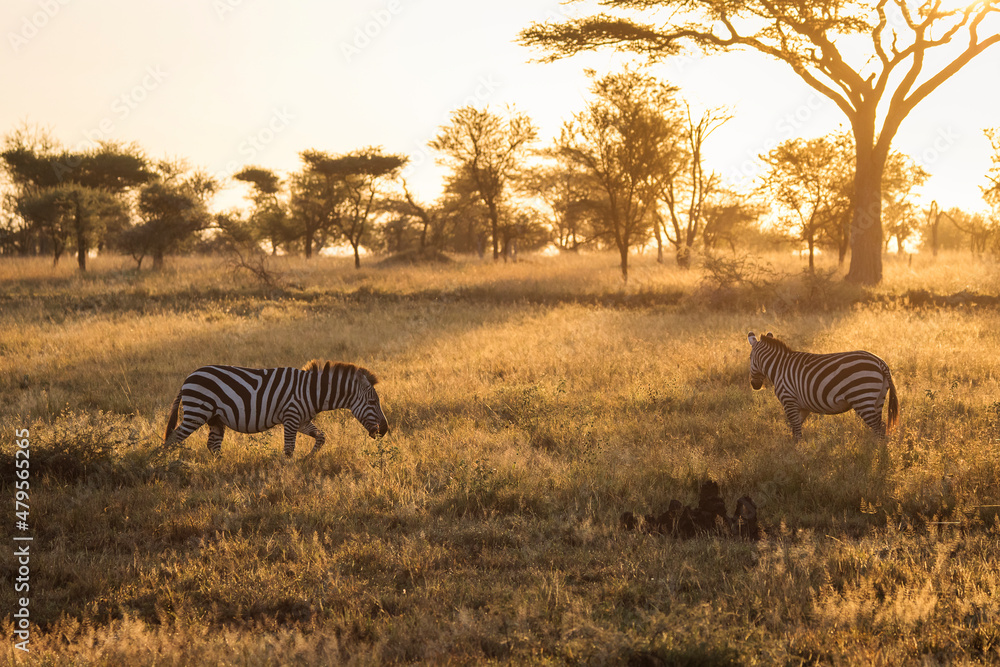 African zebras at beautiful landscape during sunrise safari in the Serengeti National Park. Tanzania. Wild nature of Africa..