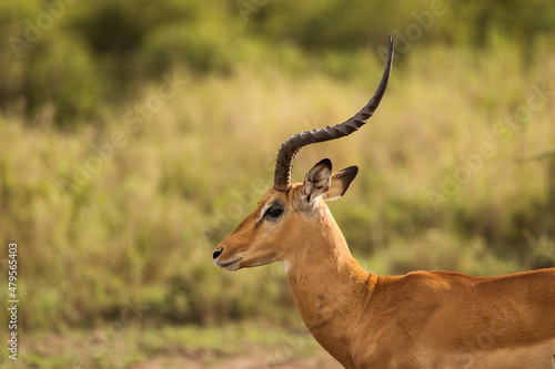 Closeup of Impala image taken on Safari located in the Serengeti  National park  Tanzania. Wild nature of Africa.