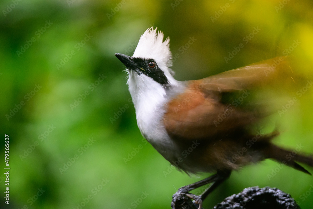 Fototapeta premium Garrulax leucolophus bird in nature