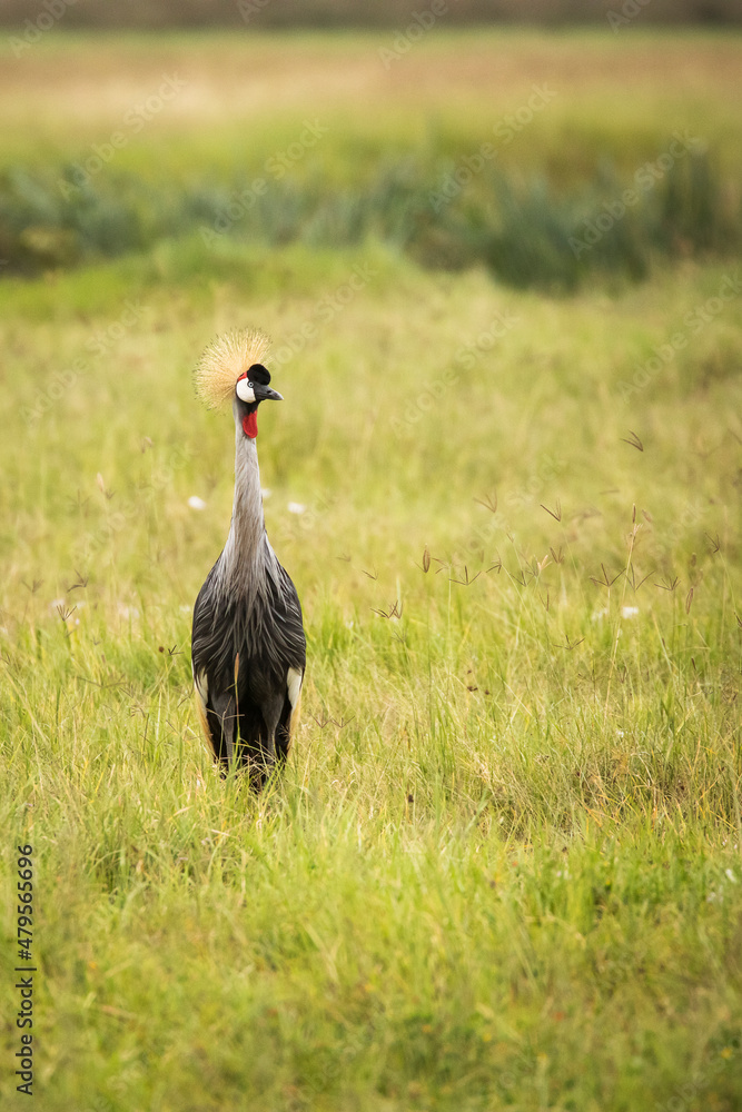 Fototapeta premium Grey crowned crane bird in the grass during safari in Ngorongoro National Park, Tanzania. Wild nature of africa.
