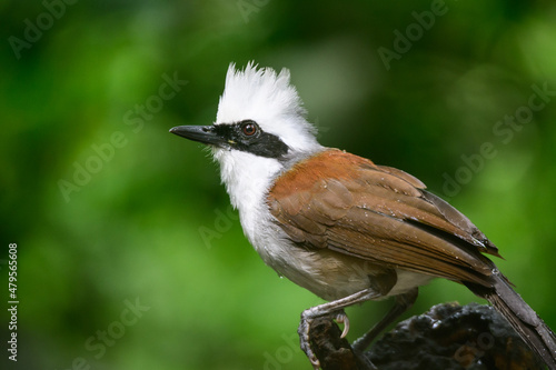 White-crested Laughingthrush are looking for food near a pond in the big forest.