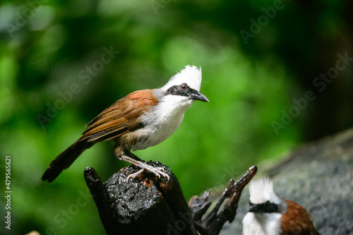 White-crested Laughingthrush are looking for food near a pond in the big forest.