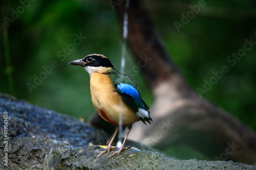 Blue-winged Pitta, colorful birds looking for food in the forest © K.Decha