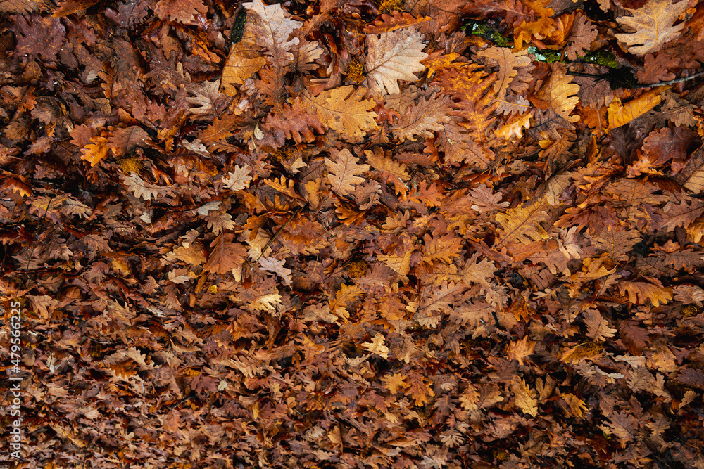 Dried leaves fallen on the ground in the forest. Carpet of leaves - texture.