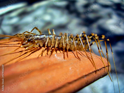 Fotobehang Close up of Scutigera coleoptrata aka House Centipede