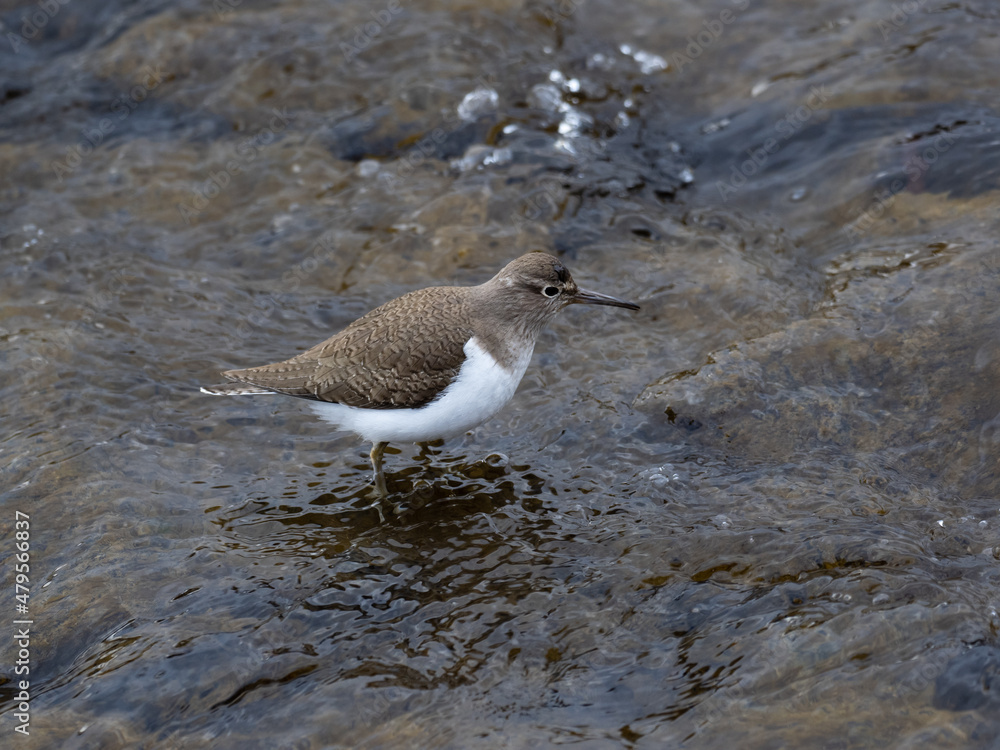 川の浅瀬のイソシギ