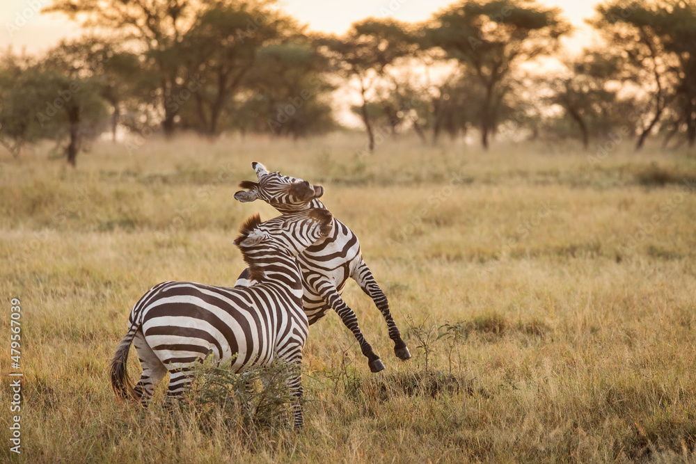 Fototapeta premium African zebras at beautiful landscape during sunrise safari in the Serengeti National Park. Tanzania. Wild nature of Africa..