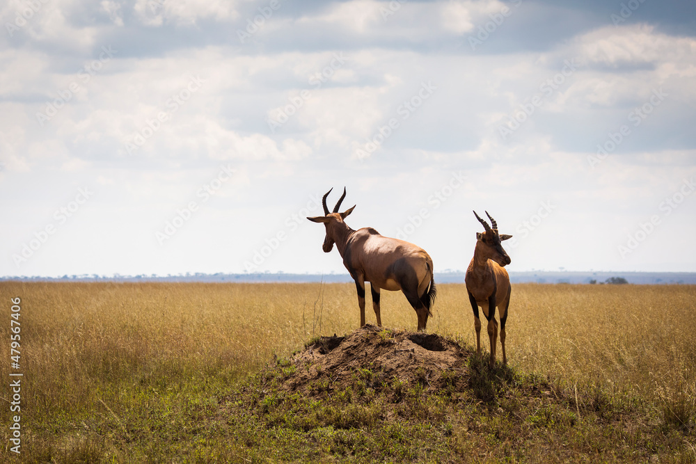 Closeup of Impala image taken on Safari located in the Serengeti, National park, Tanzania. Wild nature of Africa.. - obrazy, fototapety, plakaty 