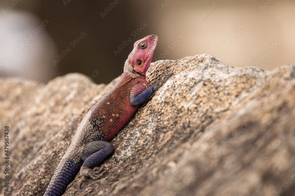 Colorful agama reptile during safari in National Park of Serengeti, Tanzania. Wild nature of Africa. Colorful agama reptile during safari in National Park of Serengeti, Tanzania. Wild nature of Africa.