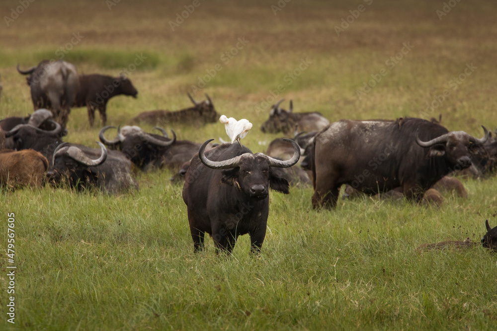 Buffalo in the grass during safari in Ngorongoro National Park in Tanzani. Wilde nature of Africa.. Buffalo in the grass during safari in Ngorongoro National Park in Tanzani. Wilde nature of Africa..