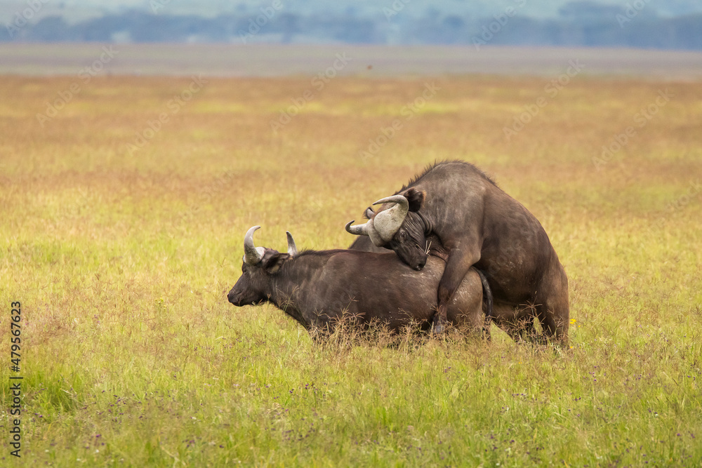 Buffalo in the grass during safari in Serengeti National Park in Tanzani. Wilde nature of Africa.. Buffalo in the grass during safari in Serengeti National Park in Tanzani. Wilde nature of Africa..