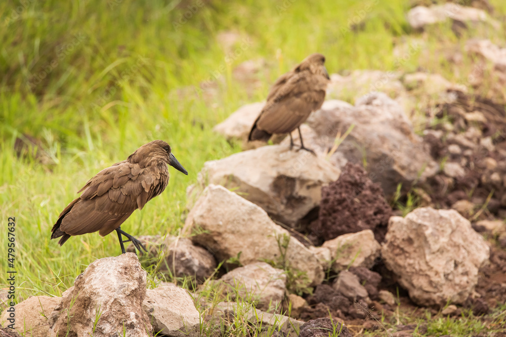 A closeup shot of a hamerkop in the Ngorongoro national park in Tanzania. WIld nature of Africa. A closeup shot of a hamerkop in the Ngorongoro national park in Tanzania. WIld nature of Africa.
