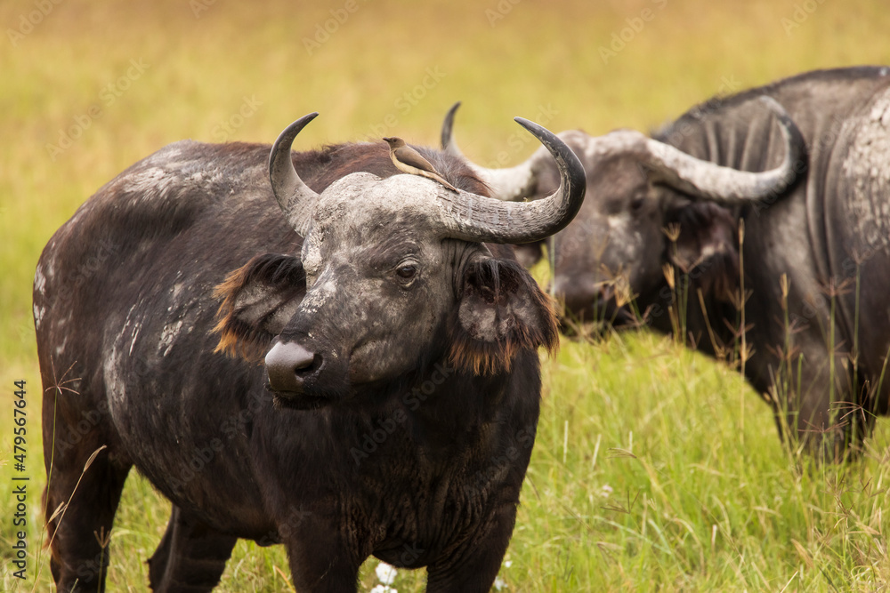 Buffalo in the grass during safari in Serengeti National Park in Tanzani. Wilde nature of Africa. Buffalo in the grass during safari in Serengeti National Park in Tanzani. Wilde nature of Africa.