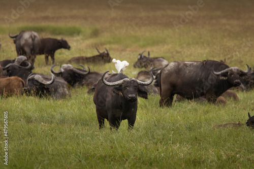 Buffalo in the grass during safari in Ngorongoro National Park in Tanzani. Wilde nature of Africa.. © danmir12