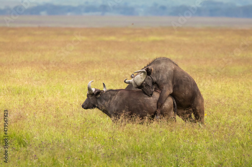 Buffalo in the grass during safari in Serengeti National Park in Tanzani. Wilde nature of Africa..